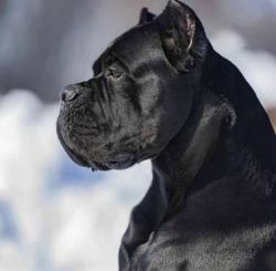  The Cane Corso is a working dog who loves his job. This old Italian breed of dog was bred to gu ...