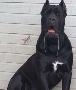  Although they are purebred dogs, you can find them in the care of rescue teams or shelters. Don ...