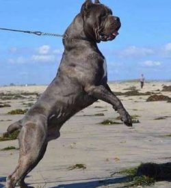  Cane Corsos are powerful and athletic and are best suited for experienced pet parents with larg ...