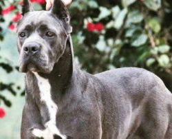  The Cane Corso (Corso for short) is a serious dog breed for a person who is serious about havin ...