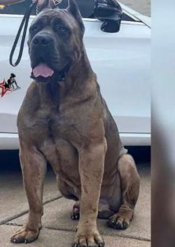  Give this dog a job. He does not want to just lie all day and find himself a “job”  ...