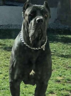  Corso’s short coat is available in black, light and dark shades of gray; light and dark s ...