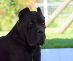  The Corso is a working dog that needs a lot of mental and physical stimulation.