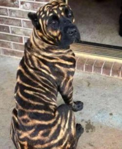  Corso is not the best “first dog”. To be a good companion requires a lot of communi ...