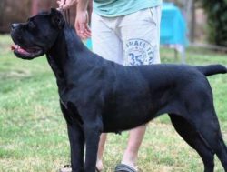  Corso is one of many mastiff type dogs. This one was developed in Italy and is said to have des ...