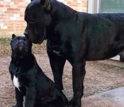  Corso is a large, muscular dog. Males 25 to 27.5 inches at the withers; females are 23.5 to 26  ...