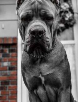  According to the Italian breed standard, the Corso must show indifference when approached and o ...