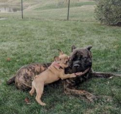  According to the Italian breed standard, the Corso must show indifference when approached and o ...