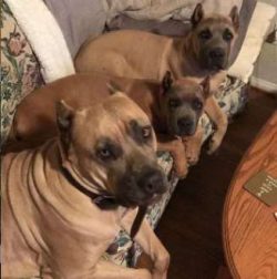  Corso are generally healthy, but like all breeds, they are prone to certain diseases. Not all C ...