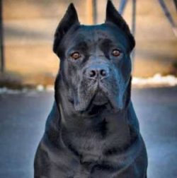  Give this dog a job for mental stimulation. Good jobs for Corso include grazing livestock (eith ...