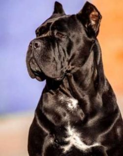  Corso has a short, harsh coat with a light undercoat. It may be black, gray, red or fawn and ma ...