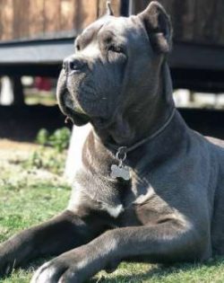  Corso has a short, harsh coat with a light undercoat. It may be black, gray, red or fawn and ma ...
