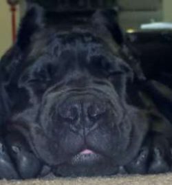  Start teaching your Corso to be cleaned and inspected while still a puppy. Grasp his paws often ...