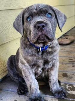  When properly raised, trained and socialized, Corso can love and protect children. However, it  ...