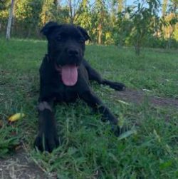   The Cane Corso breed has been depicted in many paintings, including Bartolomeo Pinelli.