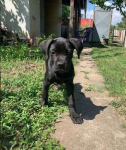 Until 1988, Cane Corso was known only in southern Italy and was even considered very rare.
