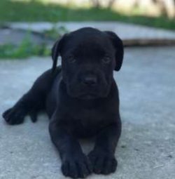   Many celebrities have proudly owned the Cane Corso breed. Movie star Vin Diesel has owned seve ...