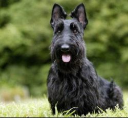 Scottish Terrier is a breed of dog bred in Scotland. It is used for hunting fox, badger, and man ...