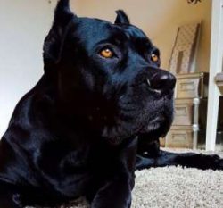 Cane Corso is a truly legendary breed, because these are direct descendants of Roman fighting dogs.