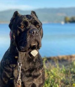 In a later historical period, the breed spread in Europe as security, hunting and working dogs.