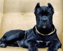 Dogs similar to Cane Corso were depicted in engravings and coats of arms.