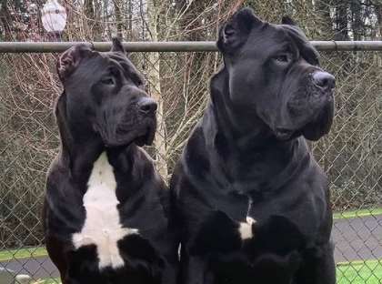 As a large and athletic breed, the Cane Corso is known for being affectionate to their own.