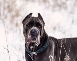 One thing to always remember is the Cane Corso hides a sensitive and gentle heart beneath their  ...