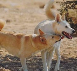  The Canaan Dog is an outcast dog that has survived in the desert region of Israel for thousands ...
