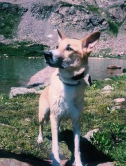  In Europe and North America, Canaan dogs are companions and compete in canine sports such as co ...