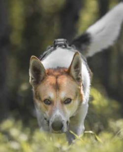  However, this dog requires firm but loving handling as well as early socialization during puppy ...