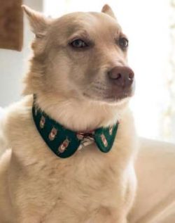  Canaan dogs are considered to be very reactive, a great sign of survival. A quick reaction when ...