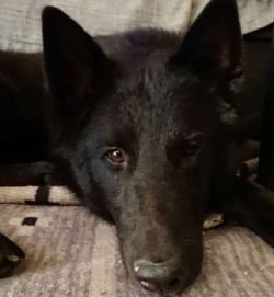  Canaan dogs get along well with children, considering them part of their pack and treating them ...