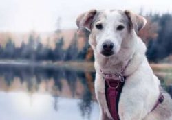  Despite being loyal and affectionate, Canaan does not like attention. He is able to occupy hims ...