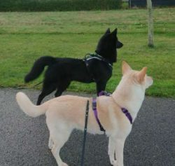  The Canaan Dog is not the best choice for novice dog owners.