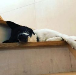  Canaan dogs can be aggressive. Some cannot live with a dog of the same sex, and some will sprea ...
