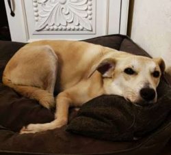  Canaan dogs bark when something new or unusual happens on their territory. They can become both ...
