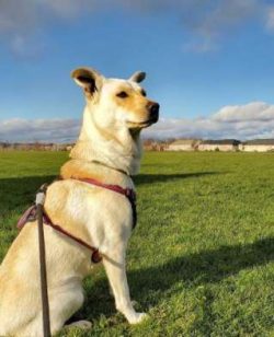  They don’t make good watchdogs, as their suspicion of new people and things can make them ...