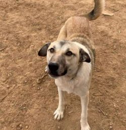  Canaan dogs need a securely fenced yard.