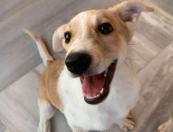  Canaan dogs are a rare breed, there are only about 1600 in the world. If you want a Canaan dog  ...