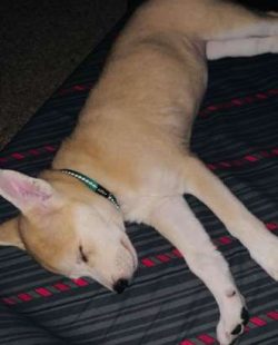  To get a healthy dog, never buy a puppy from an irresponsible breeder, puppy factory or pet sto ...
