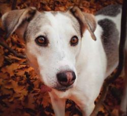  For centuries, the Canaan Dog continued his unlimited life in the wilderness, but in 1935 world ...