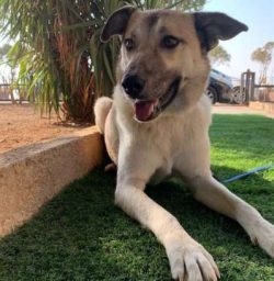  Dr. Menzel and her husband acquired several desert dogs and began to breed them, recording and  ...