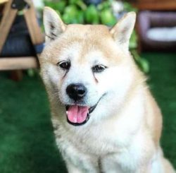  Male Canaanite dogs are 20 to 24 inches tall at the shoulders and weigh 45 to 55 pounds; female ...