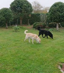  Canaan is described as vigilant, watchful, loyal and obedient with his family. He is aloof towa ...