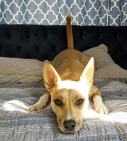  Native to the United States, the Caroline Dog is a rare, primitive dog breed that is relatively ...
