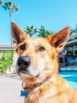  The Caroline dog is also sometimes called the Yellow Dog, American Dingo, Dixie Dingo, and Yall ...