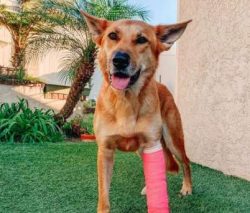  Dogs of this breed are pack dogs through and through, and they will thrive in homes with multip ...