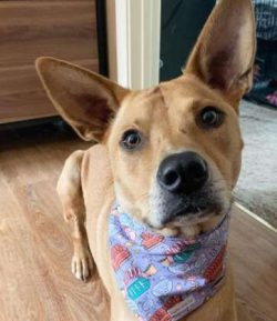  The coat of a Carolina dog usually comes in a variety of colors, including cream, brown, black, ...