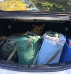 Carolina’s dog should exercise for at least 60 minutes a day to keep fit.
