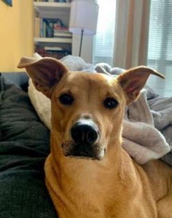 The Caroline dog is a pack dog and should not be left alone. Isolation would not suit this puppy ...